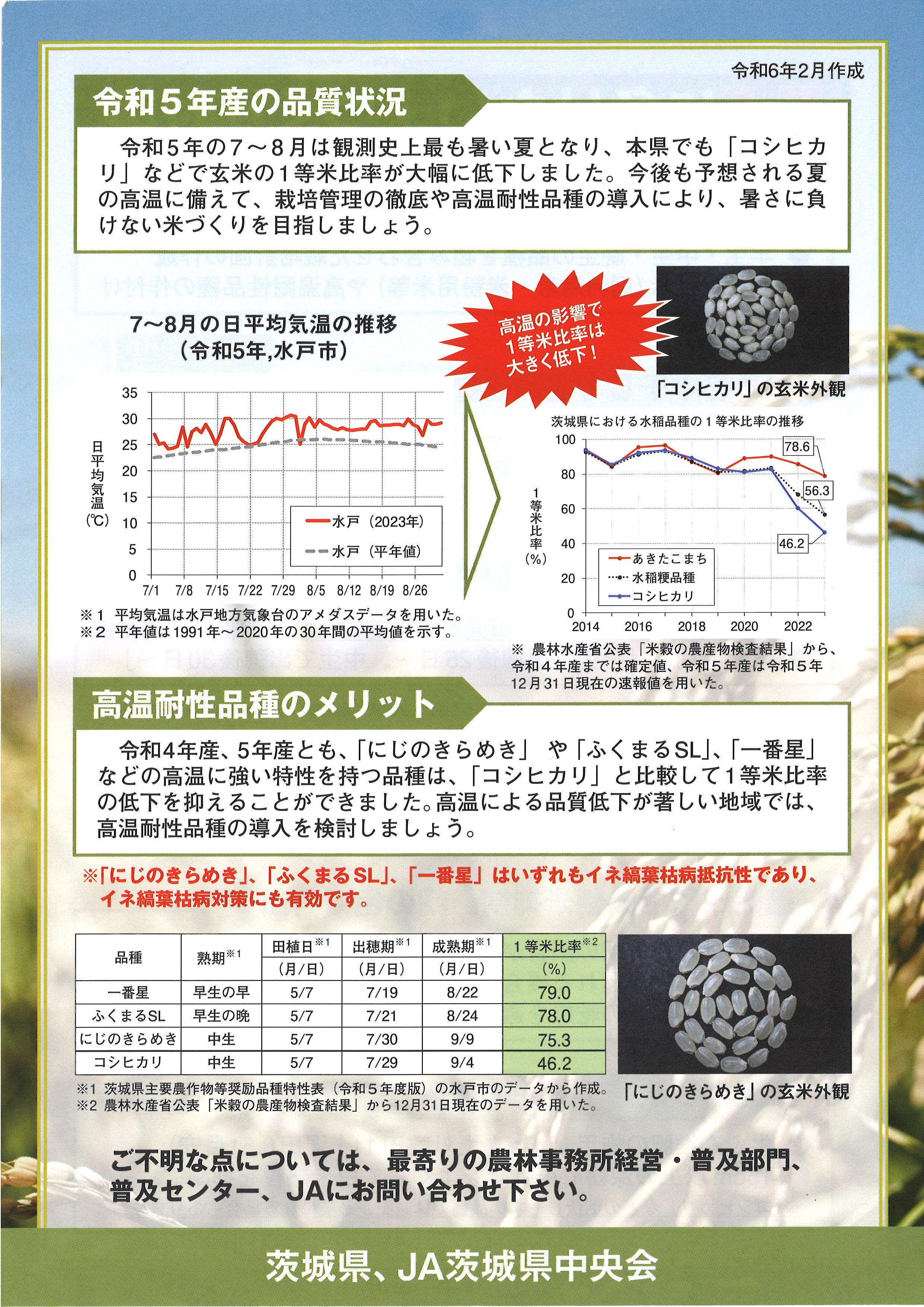 米づくり（裏）