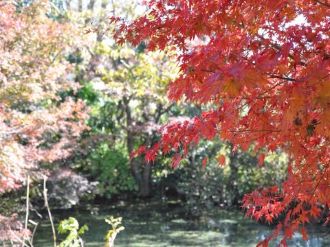大野誠夫_生家
