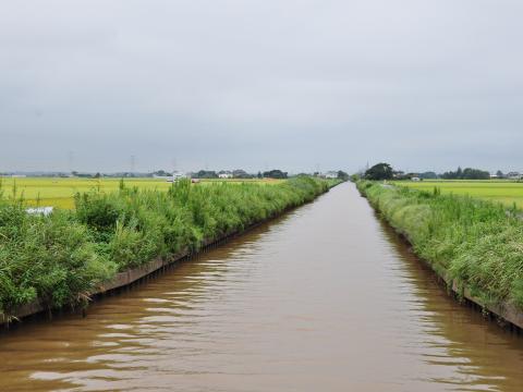新利根川