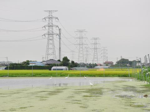 しらさぎ（はす田）