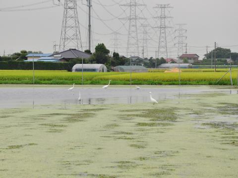 しらさぎ（はす田）