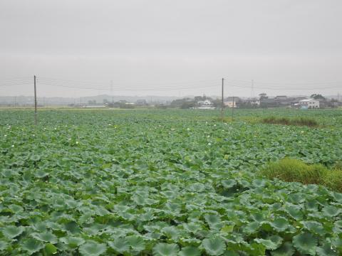 はす田1
