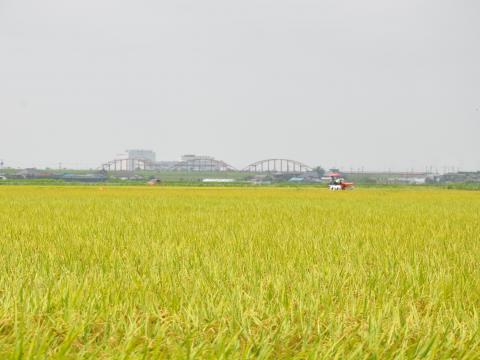 稲穂1