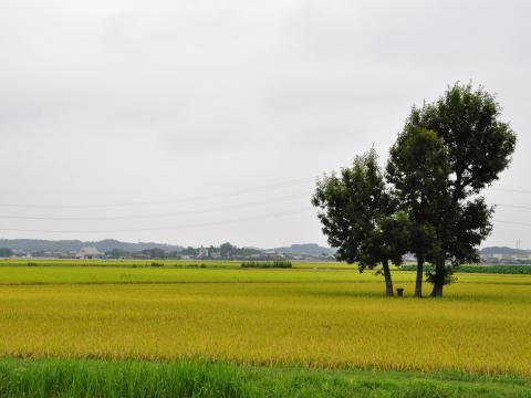 稲穂1