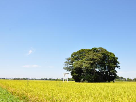 稲穂2