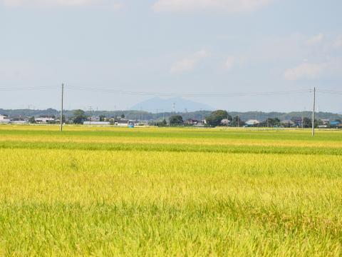 稲穂2