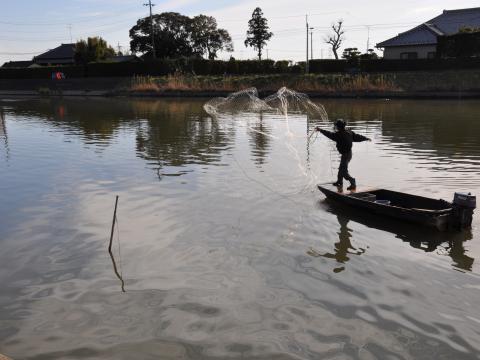 新利根川投網
