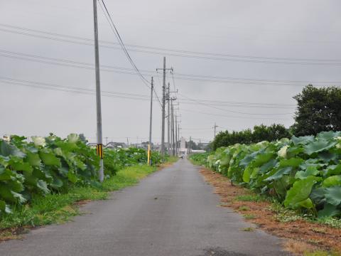 はす田2